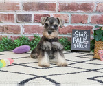 Small Photo #3 Schnauzer (Miniature) Puppy For Sale in SYRACUSE, IN, USA