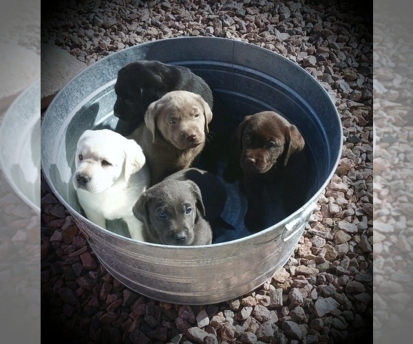 Medium Photo #34 Labrador Retriever Puppy For Sale in DENVER, CO, USA
