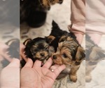 Small #4 Yorkshire Terrier