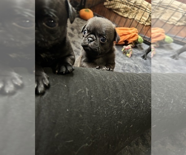 Medium Photo #4 Pug Puppy For Sale in BLOOMINGTON, IL, USA