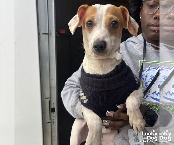 Medium Photo #1 Chihuahua-Unknown Mix Puppy For Sale in Washington, DC, USA