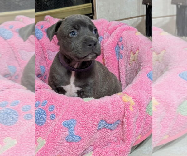 Medium Photo #1 Mutt Puppy For Sale in Euless, TX, USA