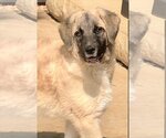Small Photo #10 Anatolian Shepherd-Unknown Mix Puppy For Sale in Plymouth, MN, USA