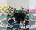 Small #4 Yorkshire Terrier