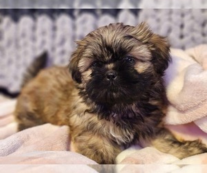 Shih Tzu Puppy for sale in NEW YORK MILLS, MN, USA