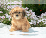 Puppy Reese Shih-Poo