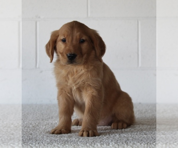 Medium Photo #1 Golden Retriever Puppy For Sale in FREDERICKSBURG, OH, USA