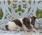 Small Photo #20 Chihuahua Puppy For Sale in HAYES, VA, USA