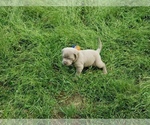 Small Photo #3 Cane Corso Puppy For Sale in PHILLIPSTON, MA, USA