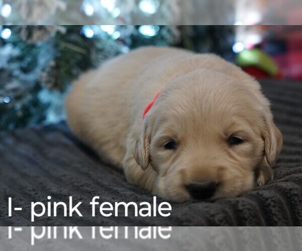 Full screen Photo #7 Golden Retriever Puppy For Sale in BRYANT, AL, USA