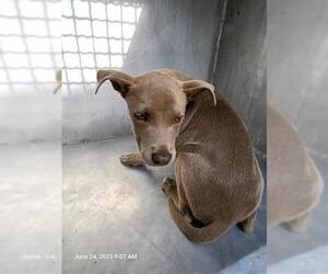 Mutt Dogs for adoption in San Antonio, TX, USA
