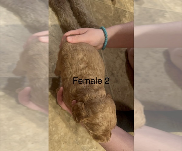 Medium Photo #6 Goldendoodle Puppy For Sale in SPARTANBURG, SC, USA