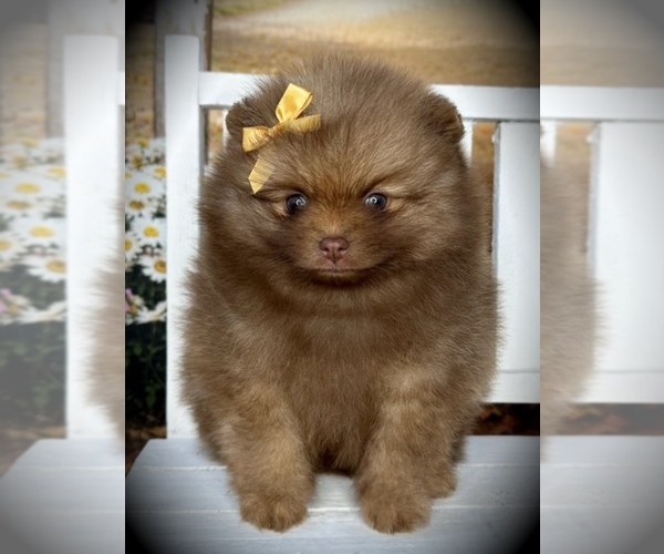 Medium Photo #2 Pomeranian Puppy For Sale in BLANCHARD, OK, USA