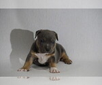 Small Photo #3 American Bully Puppy For Sale in BRANDYWINE, MD, USA