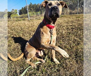American Pit Bull Terrier Dogs for adoption in Ocala, FL, USA