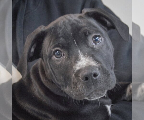 Medium Photo #2 American Staffordshire Terrier-Boxer Mix Puppy For Sale in Huntley, IL, USA