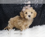 Puppy Tinker Toy F1 Maltipoo