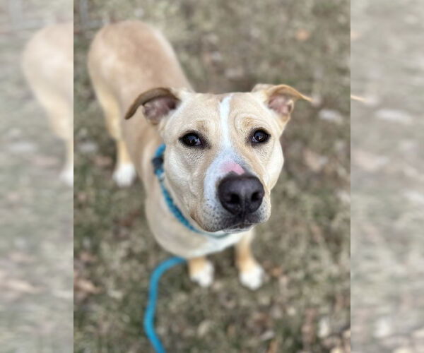 Medium Photo #9 Labrador Retriever-Unknown Mix Puppy For Sale in Rockaway, NJ, USA