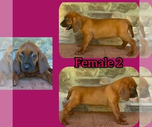 Redbone Coonhound Puppy for sale in KEMP, TX, USA