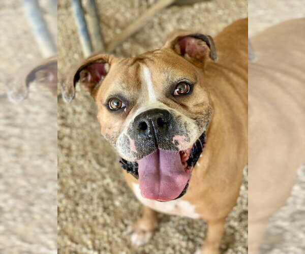 Medium Photo #2 Boxer Puppy For Sale in Austin, TX, USA