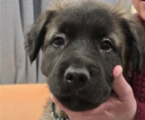 Medium Photo #6 Alaskan Malamute-Mastiff Mix Puppy For Sale in OMAHA, NE, USA