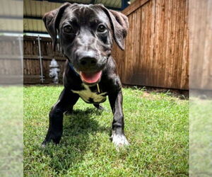 German Shorthaired Pointer-Unknown Mix Dogs for adoption in Plano, TX, USA