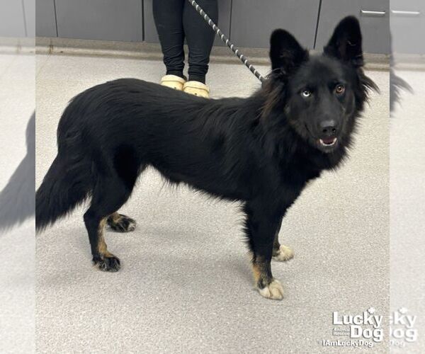 Medium Photo #2 Australian Shepherd-Unknown Mix Puppy For Sale in Washington, DC, USA