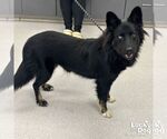 Small #1 Australian Shepherd Mix