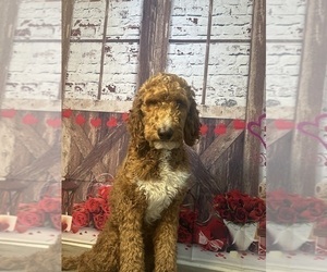 Father of the Goldendoodle puppies born on 12/30/2024