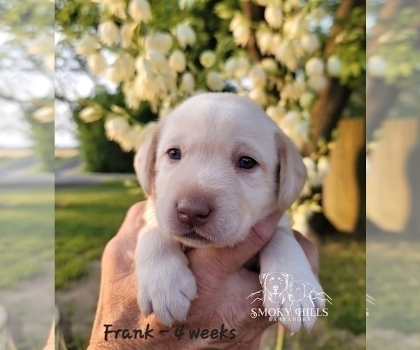 Medium Photo #26 Labrador Retriever Puppy For Sale in POCAHONTAS, IL, USA