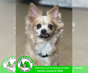 Chiranian Dogs for adoption in Stroudsburg, PA, USA