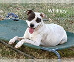 Small Photo #7 Labrador Retriever-Unknown Mix Puppy For Sale in Wakefield, RI, USA