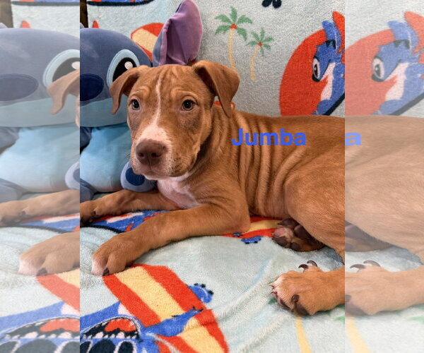 Medium Photo #2 Mutt Puppy For Sale in Jackson Township, NJ, USA