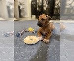 Small Photo #4 Rhodesian Ridgeback Puppy For Sale in KELLER, TX, USA