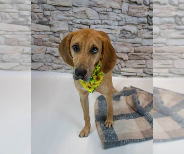 Medium Photo #2 Labrador Retriever-Unknown Mix Puppy For Sale in Kennesaw, GA, USA