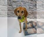 Small #1 Labrador Retriever Mix