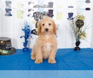 Goldendoodle Puppy for sale in MOUNT VERNON, OH, USA