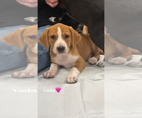 Medium Photo #5 Mutt Puppy For Sale in Wenonah, NJ, USA