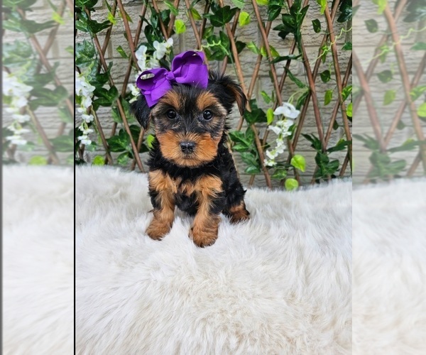 Medium Photo #3 Yorkshire Terrier Puppy For Sale in INDIANAPOLIS, IN, USA