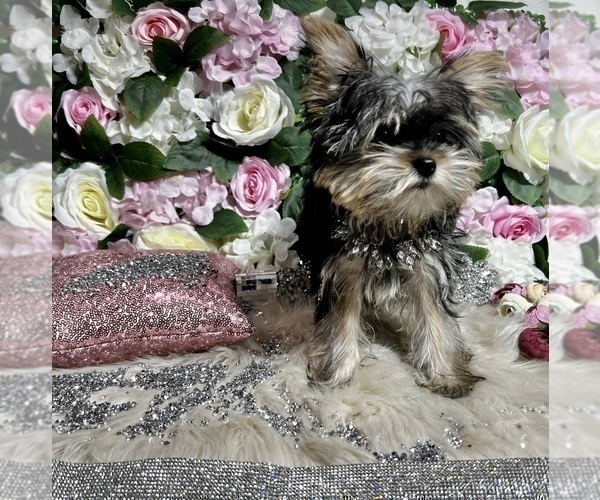 Medium Photo #8 Yorkshire Terrier Puppy For Sale in HAYWARD, CA, USA