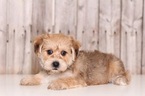 Small Photo #1 Morkie Puppy For Sale in MOUNT VERNON, OH, USA