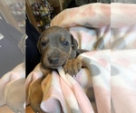 Small Photo #2 Doberman Pinscher Puppy For Sale in ONARGA, IL, USA