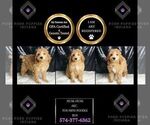 Small Photo #9 Poodle (Toy) Puppy For Sale in WARSAW, IN, USA