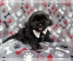 Small #6 Zuchon