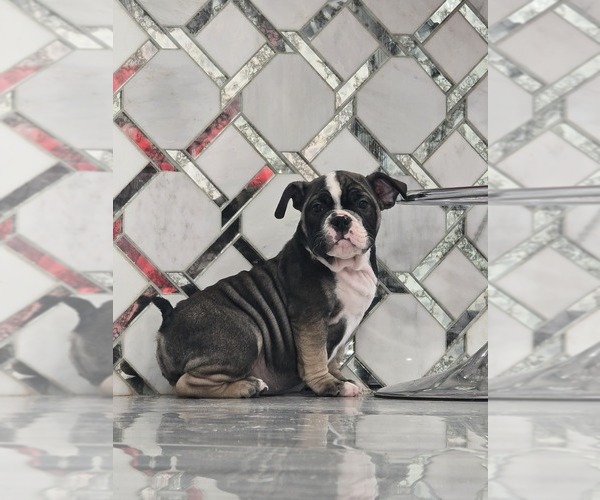 Medium Photo #1 American Bully Puppy For Sale in NORTH PORT, FL, USA