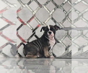 American Bully Puppy for sale in NORTH PORT, FL, USA
