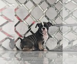 Small American Bully