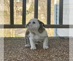 Small Photo #7 English Bulldog Puppy For Sale in COLUMBIA, TN, USA