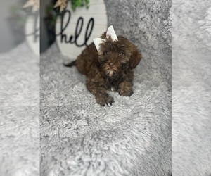 Shih-Poo Puppy for Sale in INDIANAPOLIS, Indiana USA