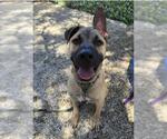 Small #2 Mastiff